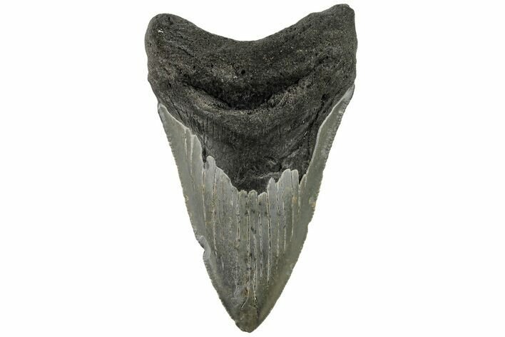Serrated, Fossil Megalodon Tooth - North Carolina #200675